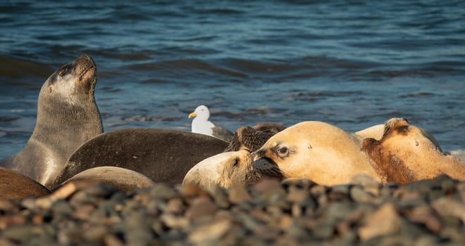 sea lions on the coast photo