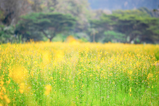 Vibrant Yellow Wildflowers in Bloom with Lush Greenery and Trees in the Background on a Sunny Day photo