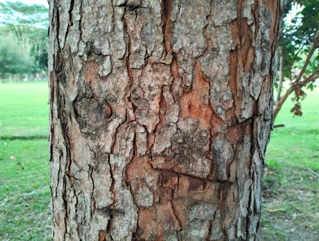 Texture pattern formed for the rough bark of huge trees. Pine bark texture for background. Old rough bark of a greenish pine tree photo