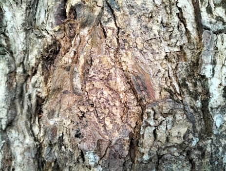 Texture pattern formed for the rough bark of huge trees. Pine bark texture for background. Old rough bark of a greenish pine tree photo