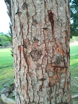 Texture pattern formed for the rough bark of huge trees. Pine bark texture for background. Old rough bark of a greenish pine tree photo