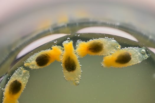 Passion fruit seeds in water photo