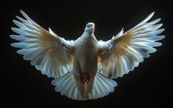 White dove with open wings on black background photo