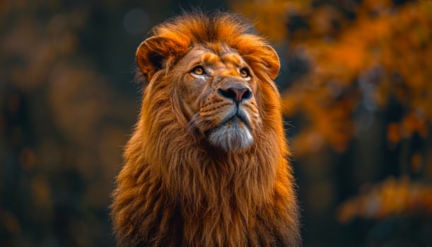 Majestic Lion Looking Up in Forest. A close-up portrait of a majestic lion with a thick mane looking up in a forest setting. photo