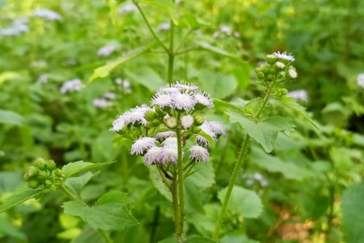 goatweed, whiteweed, is a plant native to tropical America, particularly in Brazil and other regions of Asia including Bangladesh, commonly considered an invasive weed, It is also called Phulkuri, photo