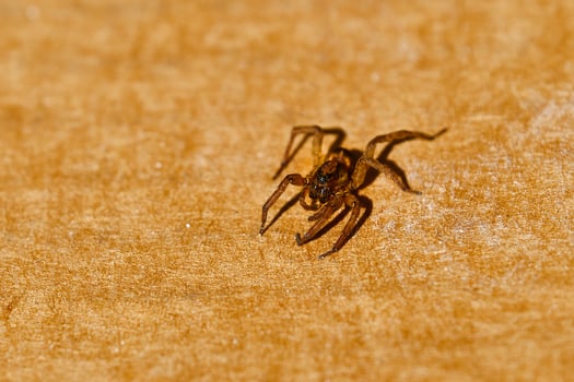 Brown wolf spider on a brown background photo