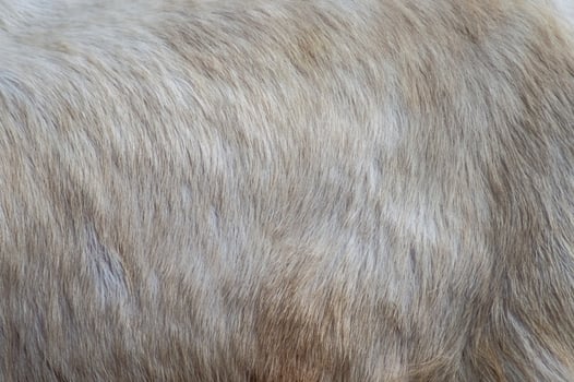 the texture or material of white or gray goat hair photo