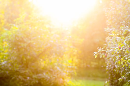 Plum tree branches with ripe sweet juicy fruits in sunset light photo