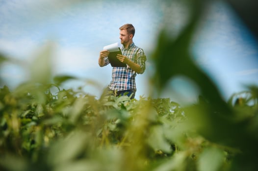 A farmer inspects a green soybean field. The concept of the harvest photo