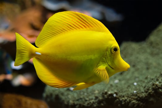 Yellow tang Zebrasoma flavescens fish underwater in sea photo