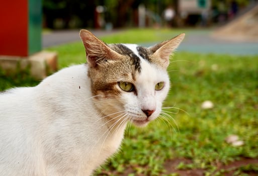 Cute white and gray spotted wild stray cat feline animal selective focus portrait isolated on outdoor walk way and green grass ground flooring background. photo