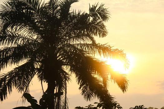 Silhouette of an oil palm tree in the morning, an old oil palm tree in Indonesia photo