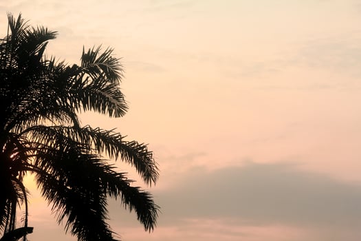 Silhouette of an oil palm tree in the morning, an old oil palm tree in Indonesia photo