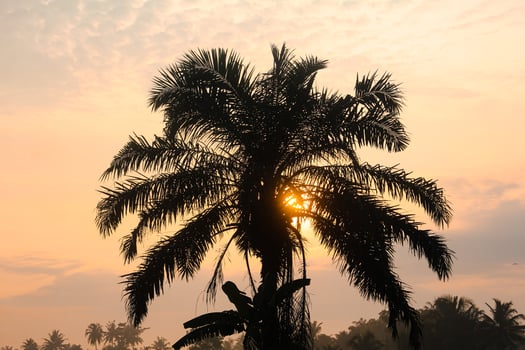 Silhouette of an oil palm tree in the morning, an old oil palm tree in Indonesia photo