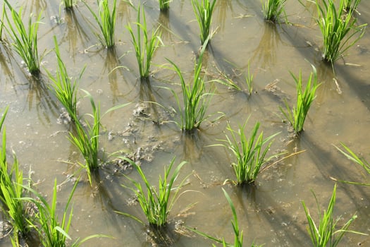 Rice fields planted with young rice that is ready to grow big photo