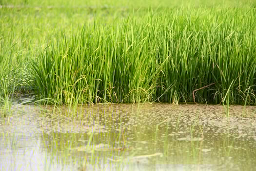 Rice fields planted with young rice that is ready to grow big photo