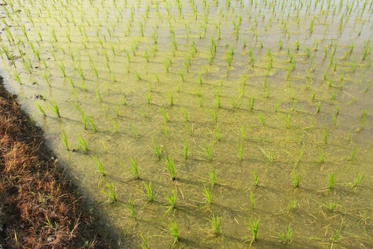 Rice fields planted with young rice that is ready to grow big photo