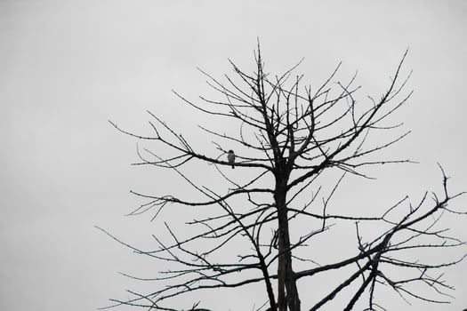 Dead trees with trunks and branches lacking foliage photo