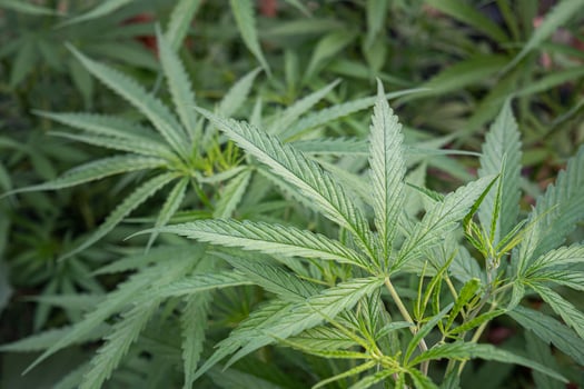 Cannabis plant growing at outdoors marijuana farm. The texture of marijuana leaves. Space for text. Concept of cannabis plantation for medical photo