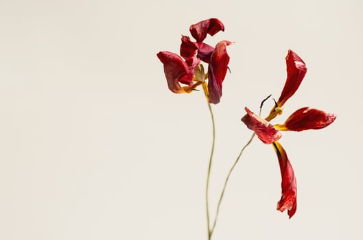 Withered tulips. Dried flower arrangement. photo