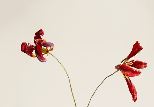Withered tulips. Dried flower arrangement. photo