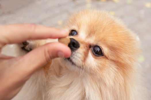 Close-up portrait of a Spitz dog eating a treat from its owner's hand. friendship between man and animal photo