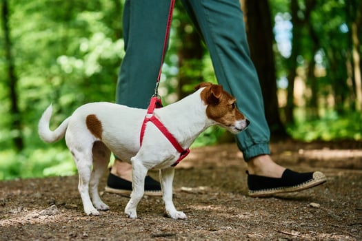 Woman Walking Dog in Park photo