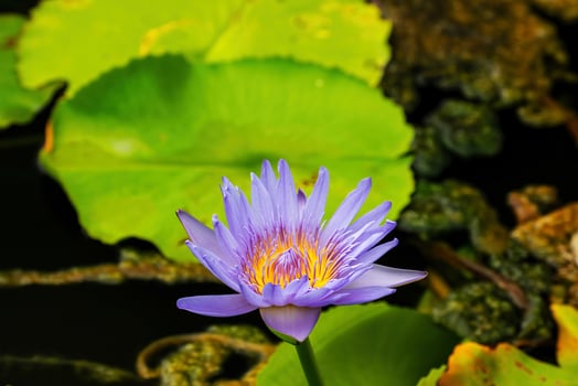 Lotus is many colors and beautiful in ponds, is a symbol of Buddhism. photo