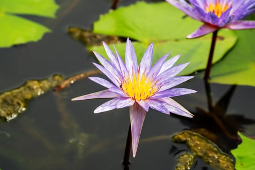 Lotus is many colors and beautiful in ponds, is a symbol of Buddhism. photo