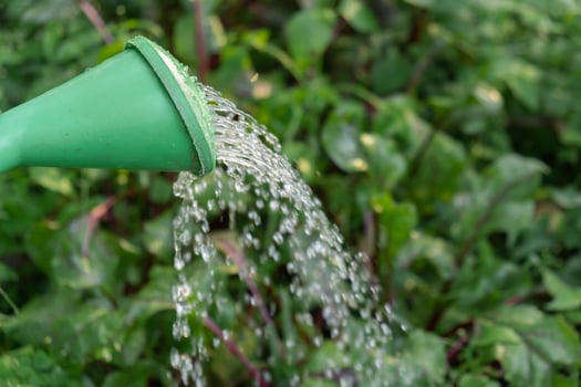 Farm gardener watering beetroot vegetable plants with water from watering can in green garden bed close up. Concept of healthy homegrown organic cultivation farming photo