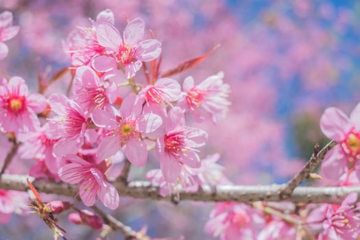 Beautiful cherry blossom with blue sky a sunny day, Chiang Mai, Thailand, soft focus photo