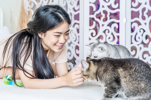 Asian young woman play with the fur little cat with happiness at home. Beautiful female sit on bed, spend leisure time stroking grey kitten close-up, Little best friends. Happy domestic animals photo