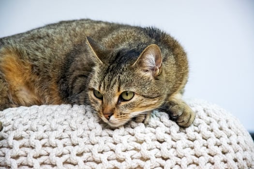 This image shows a tabby cat relaxing on a white knitted pillow. The cat is lying on its side with its head resting on the pillow. The cats fur is brown and black, and its eyes are green. photo