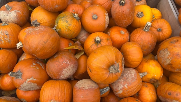 A close-up image of a pile of ripe orange pumpkins, ready for the fall season photo
