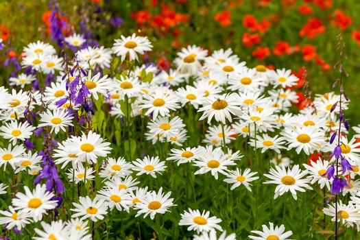 field of white flowers with purple flowers in the background photo