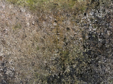 texture of old cement wall covered with moss photo