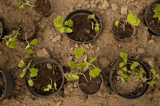 Cucumber seedlings are tied in a greenhouse. Growing useful products in the garden close-up. Selective focus photo