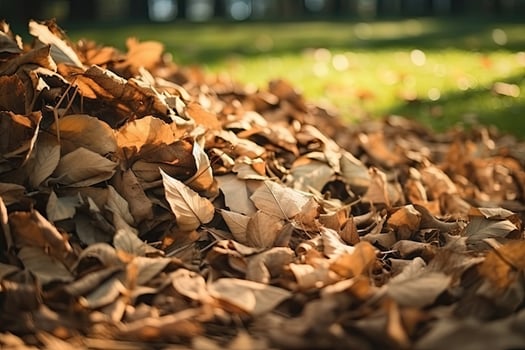 Heap of Dry Leaves photo