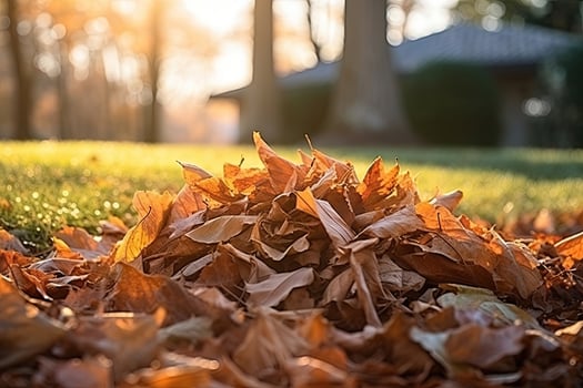 Heap of Dry Leaves photo