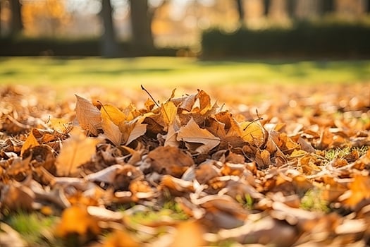 Heap of Dry Leaves photo