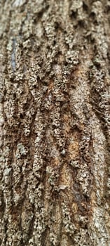 Brown old tree trunk texture photo
