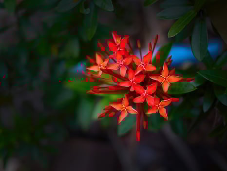 Close up vibrant red Jungle geranium, Ixora Coccinea, ixora chinensis, Chethi Flower, Rubiaceae or Penabas in dark background, specific focus, gorgeous flower sweet pollen photo