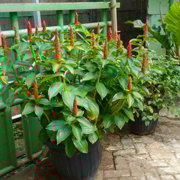 View of red flowers against green leaves photo