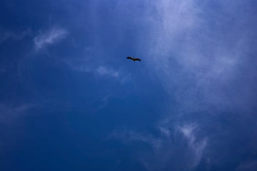 stork circling in the sky on a summer day with white cirrus clouds photo