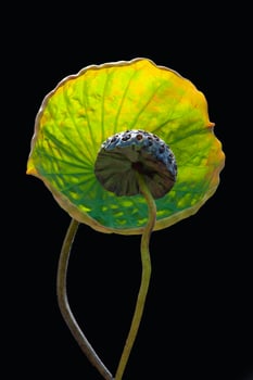 The sepal lotus and its leaf photo