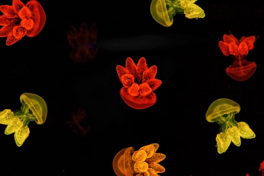 Shooting macro Lychnorhiza lucerna underwater photo