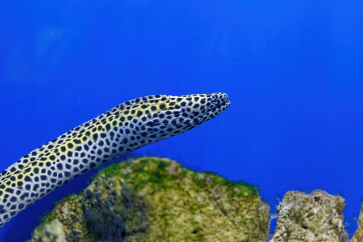 Underwater shot of Gymnothorax favagineus fish photo