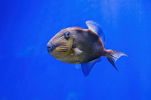 Underwater shot of Pseudobalistes fuscus fish photo