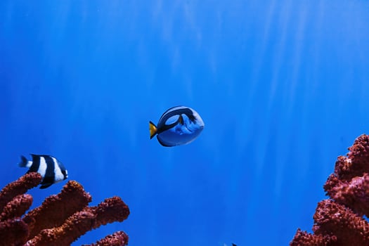 macro photography underwater paracanthurus hepatus photo