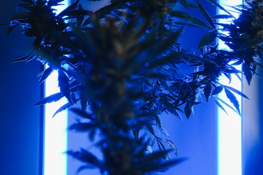 cannabis plant with big leaves and flowering bud. Medical Marijuana plant. Aesthetic look on agricultural strain of marijuana hemp photo